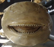 requin-musee-amiral