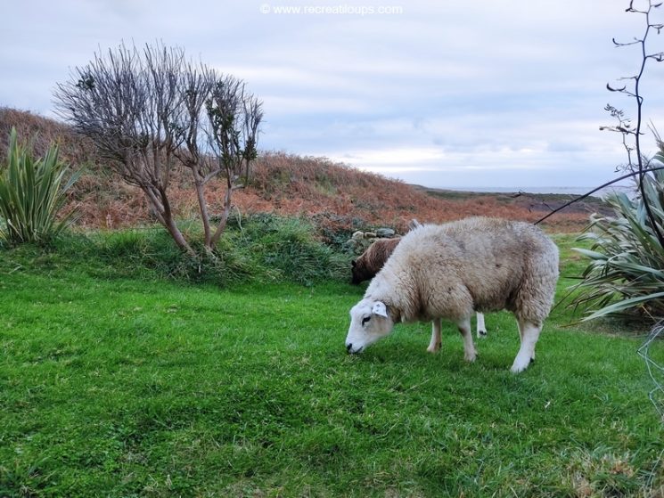 Moutons d'Ouessant