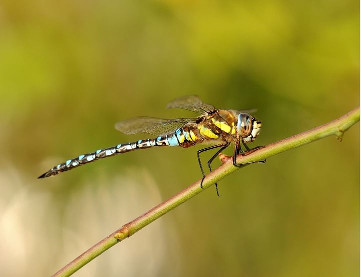 animation-insectes-libellule