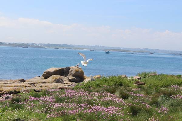 sortie-ornithologique-bretagne-vivante