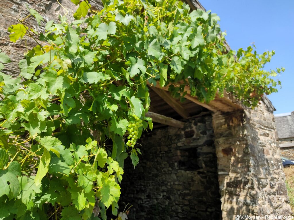 vigne sur la maison cornec 